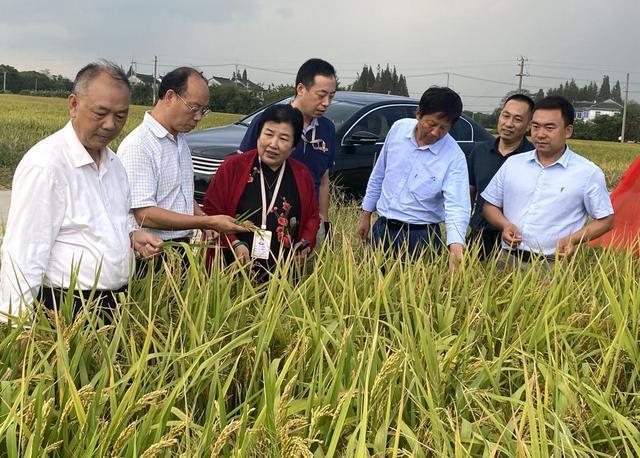 江苏福砳公司与中国水稻研究所在长江流域共建优质水稻品种推广示范