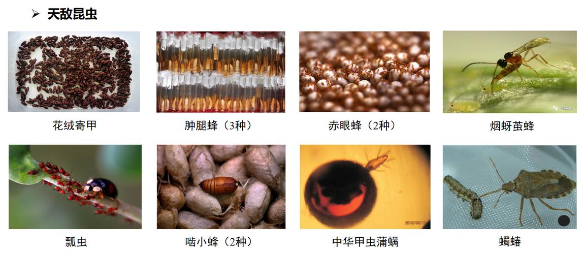 湖南正推广应用的部分天敌昆虫品种.资料图片